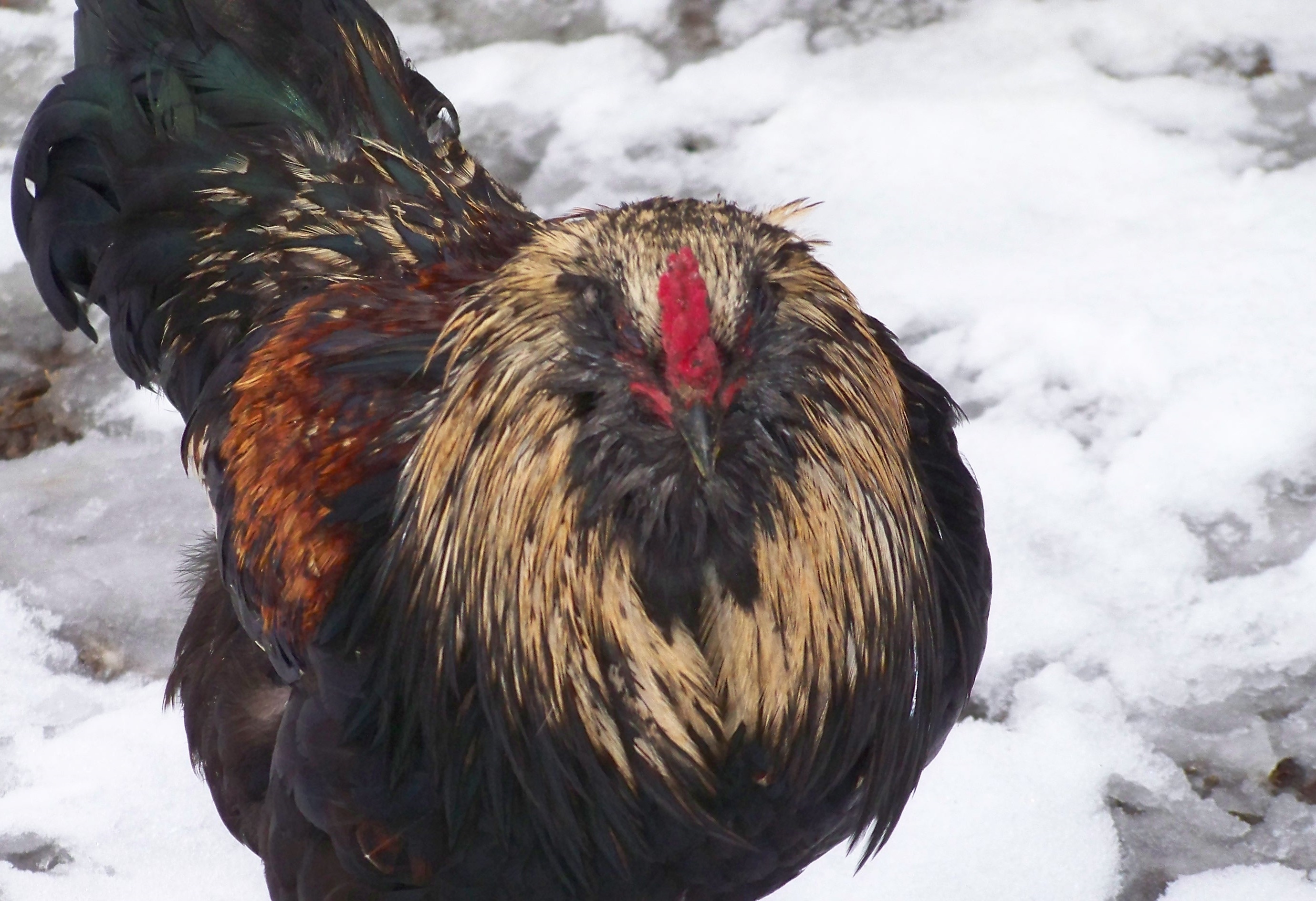 EE Rooster 1-16-2012