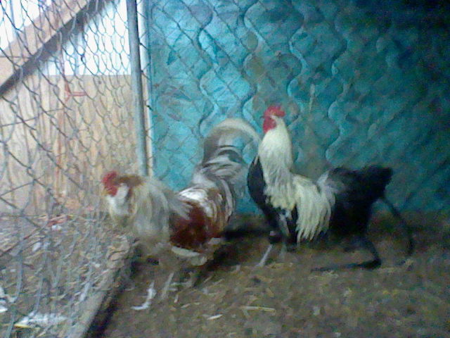 EE rooster and Phoenix rooster
