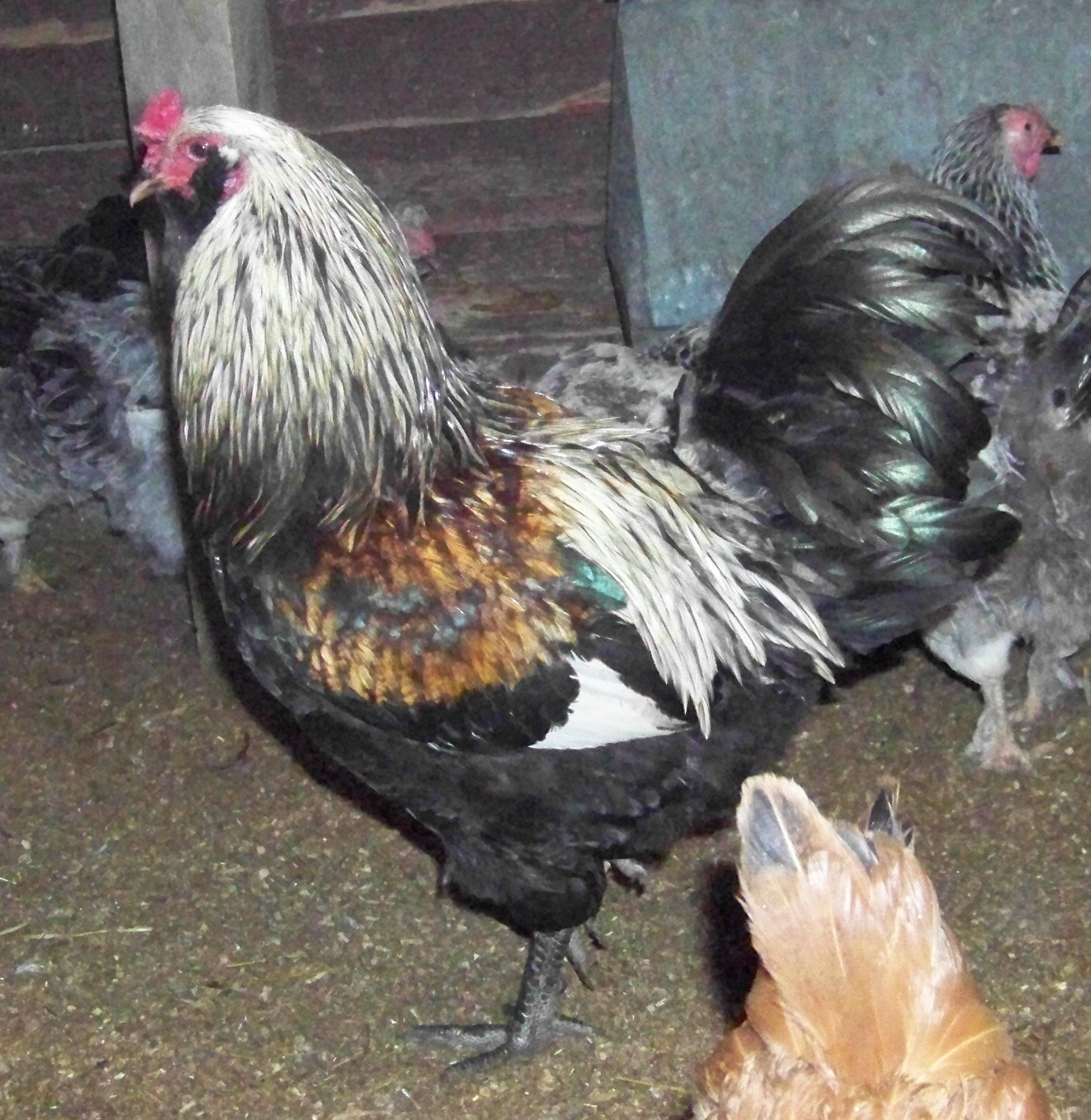 ee rooster