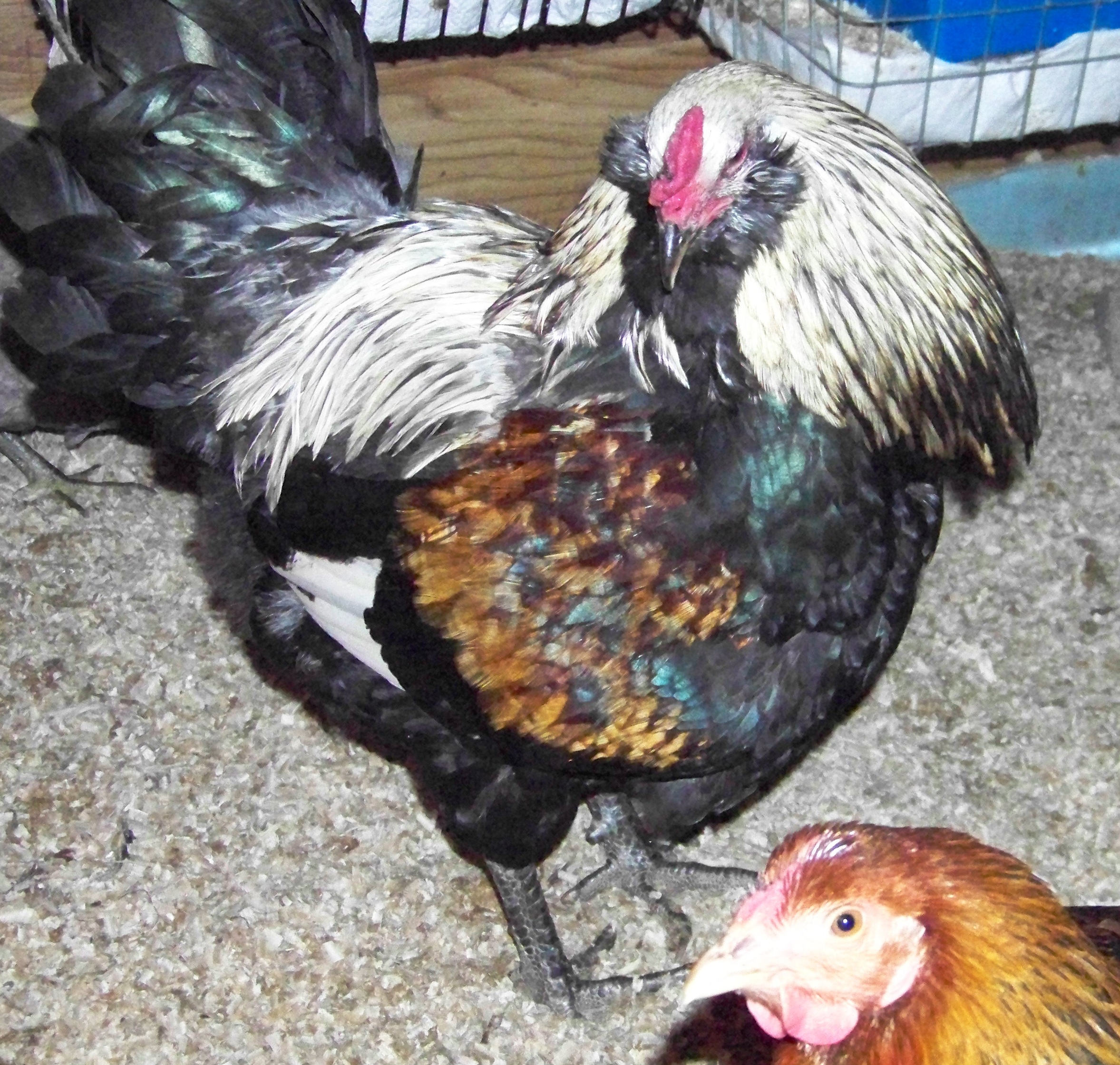 ee rooster