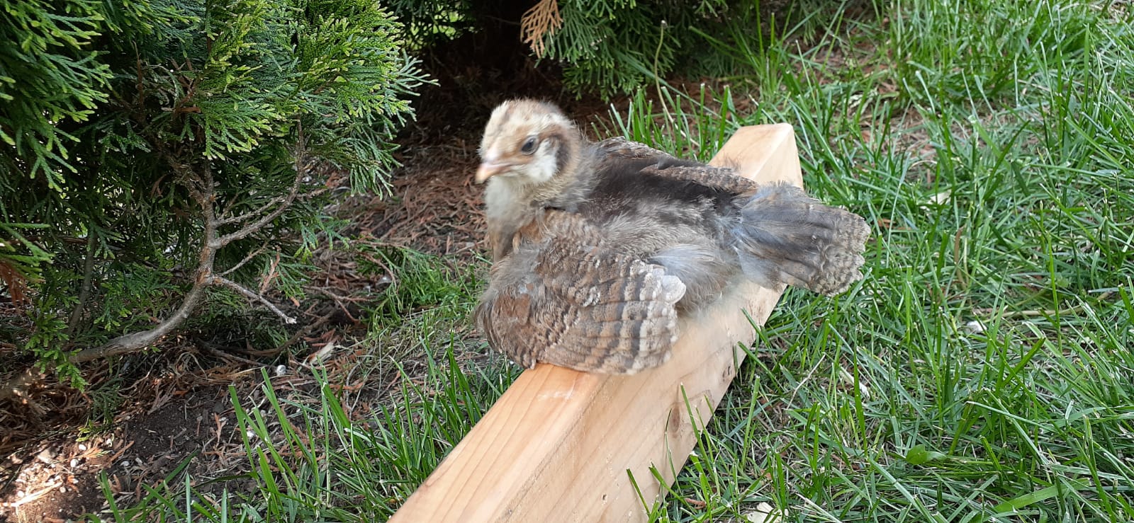 EE showing off feathers