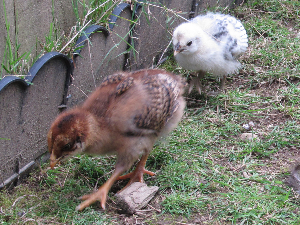 EE & Spitz chick - two weeks.