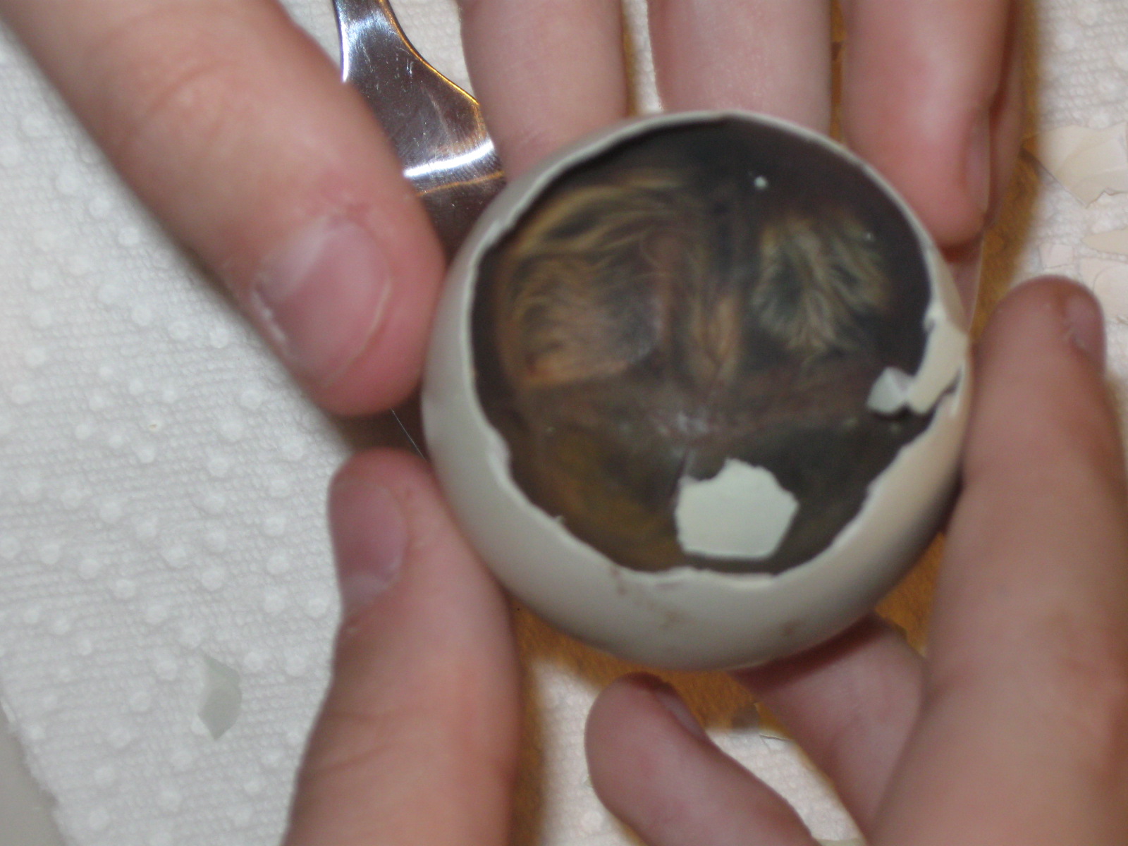 EE that, for whatever reason, didn't hatch.....