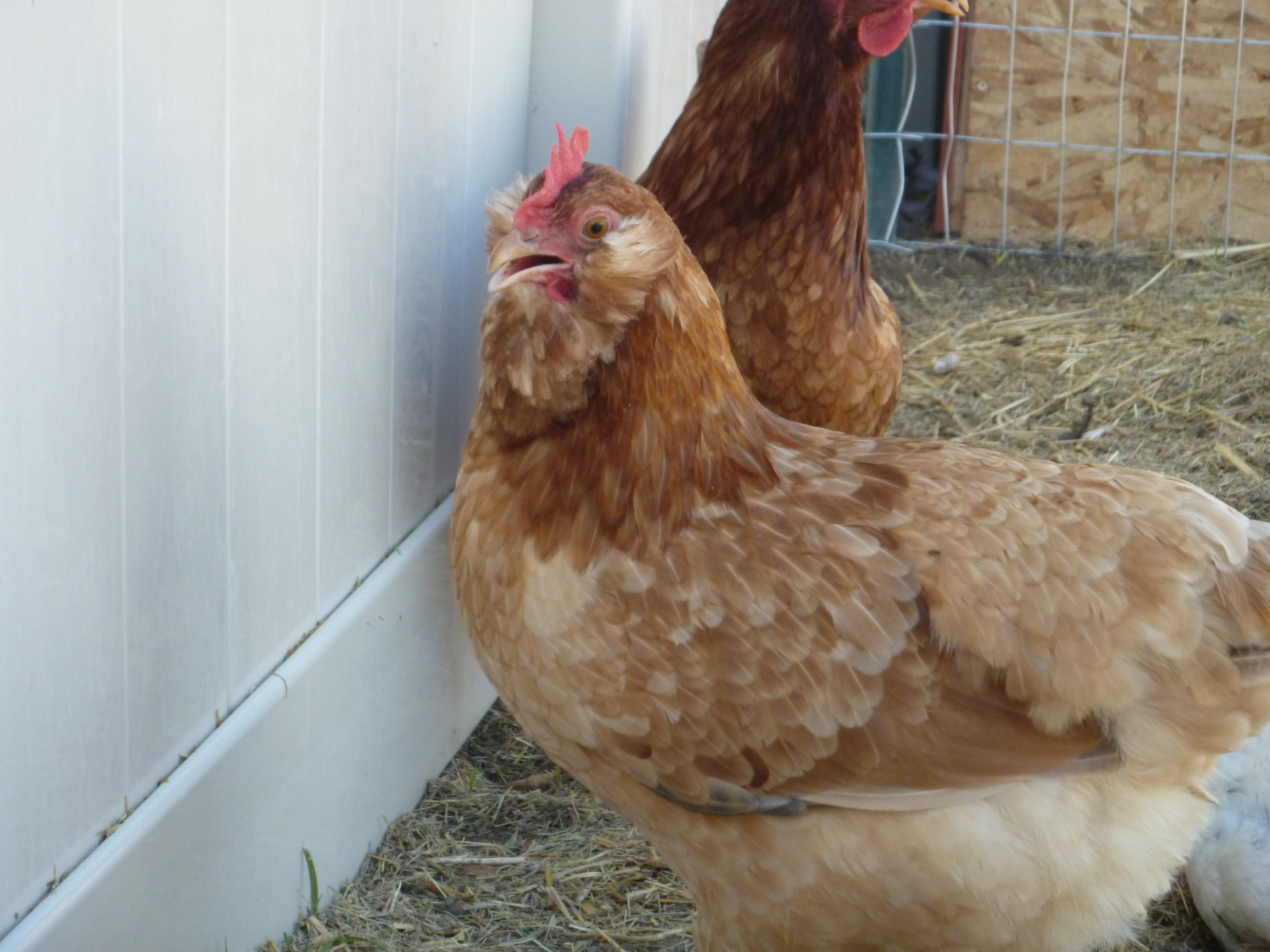 EE which today started laying an olive egg (July 6, 2012=)
