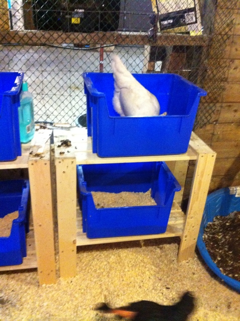 Eedie discovering the nesting box