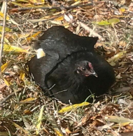 Eenie and her surprise baby. She only laid 2 eggs and hatched them both out. Sadly though, by the time I was able to get her in the coop, she only had one with her. Babies hatched November