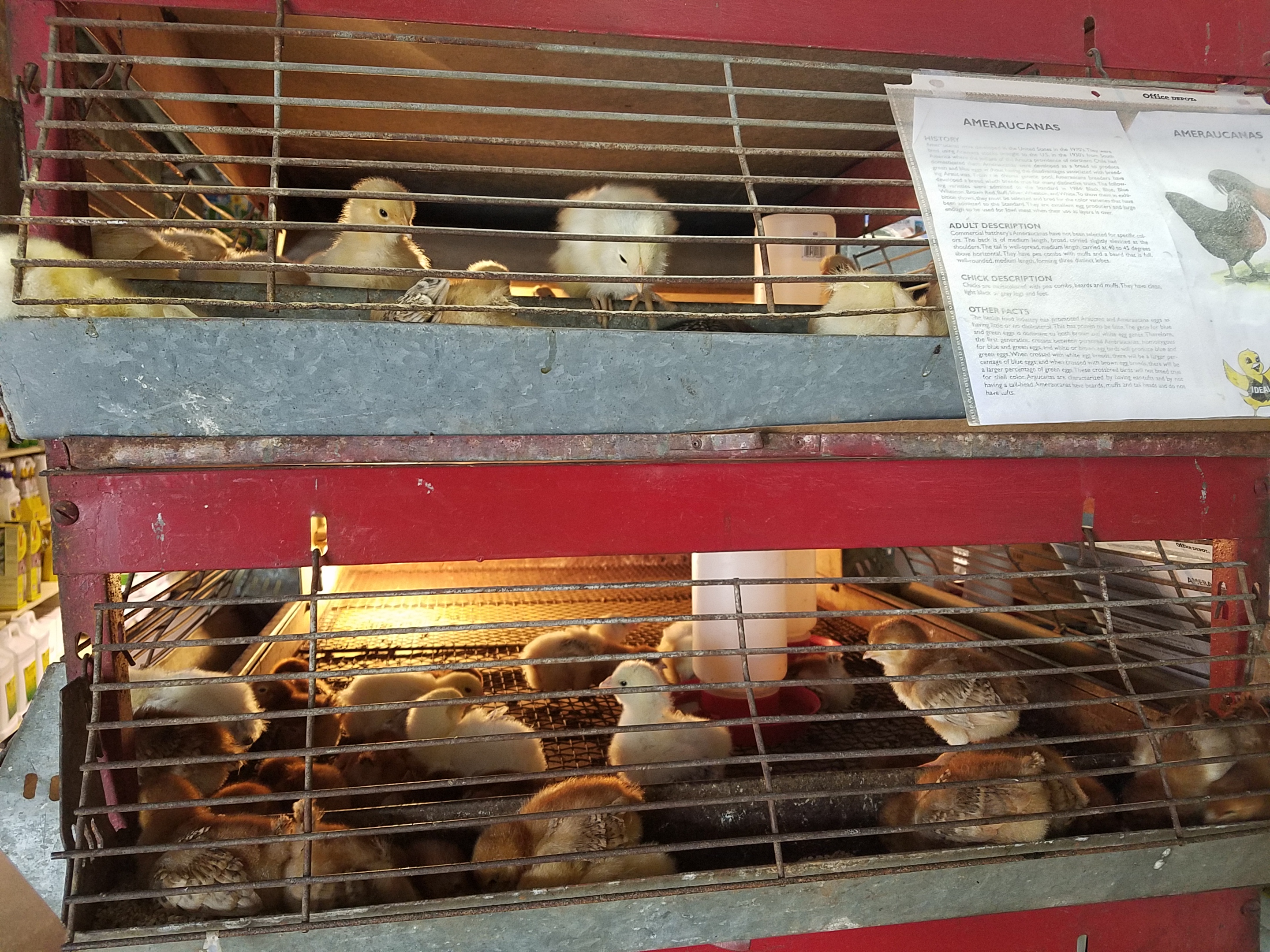 Eeny, meeny, miny, moe....