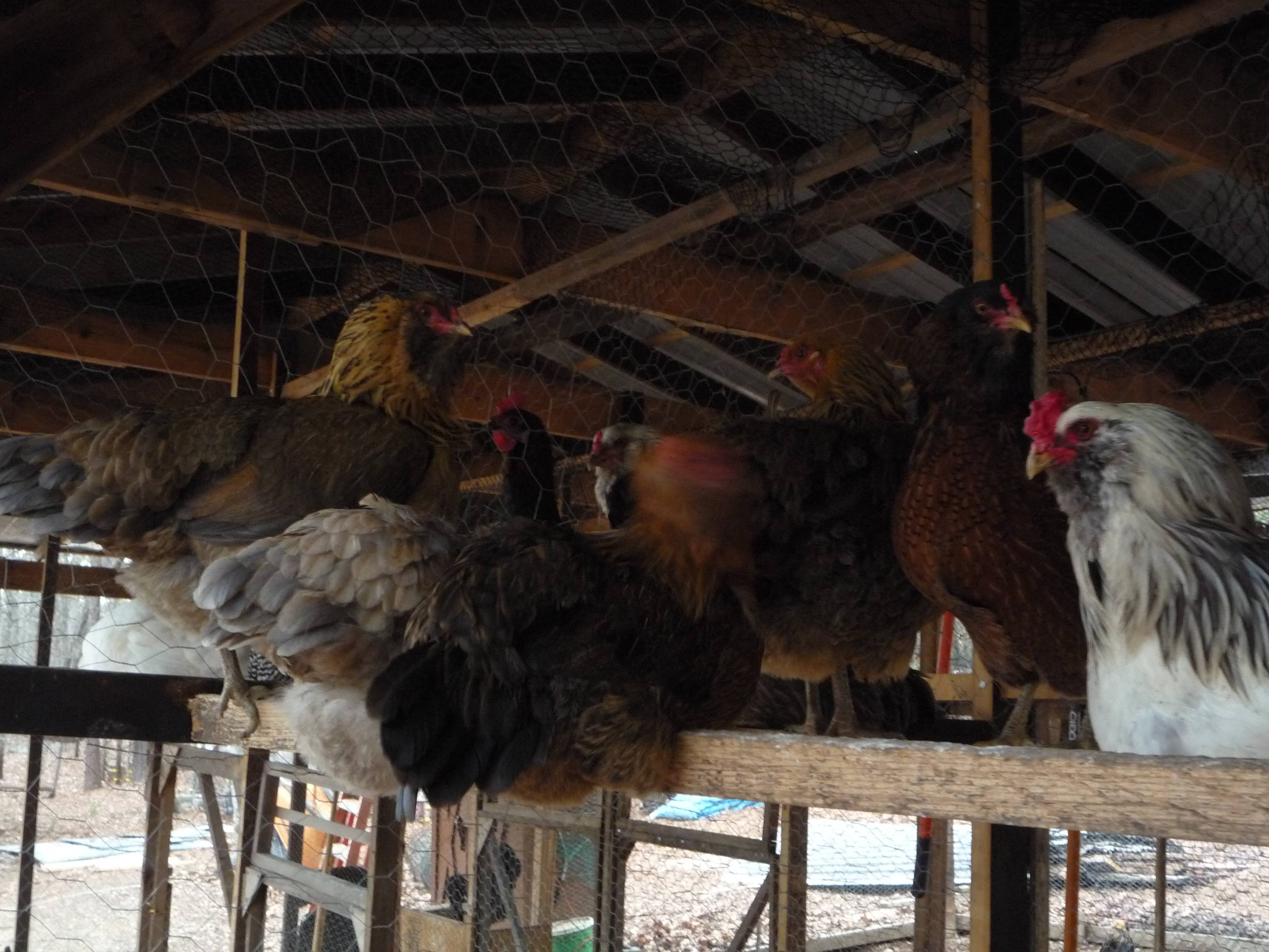 EEs roosting