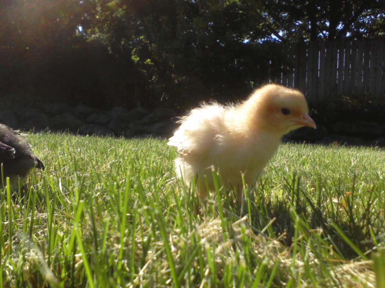 Effie, a Buff Orpington.  She's a nervous nelly.