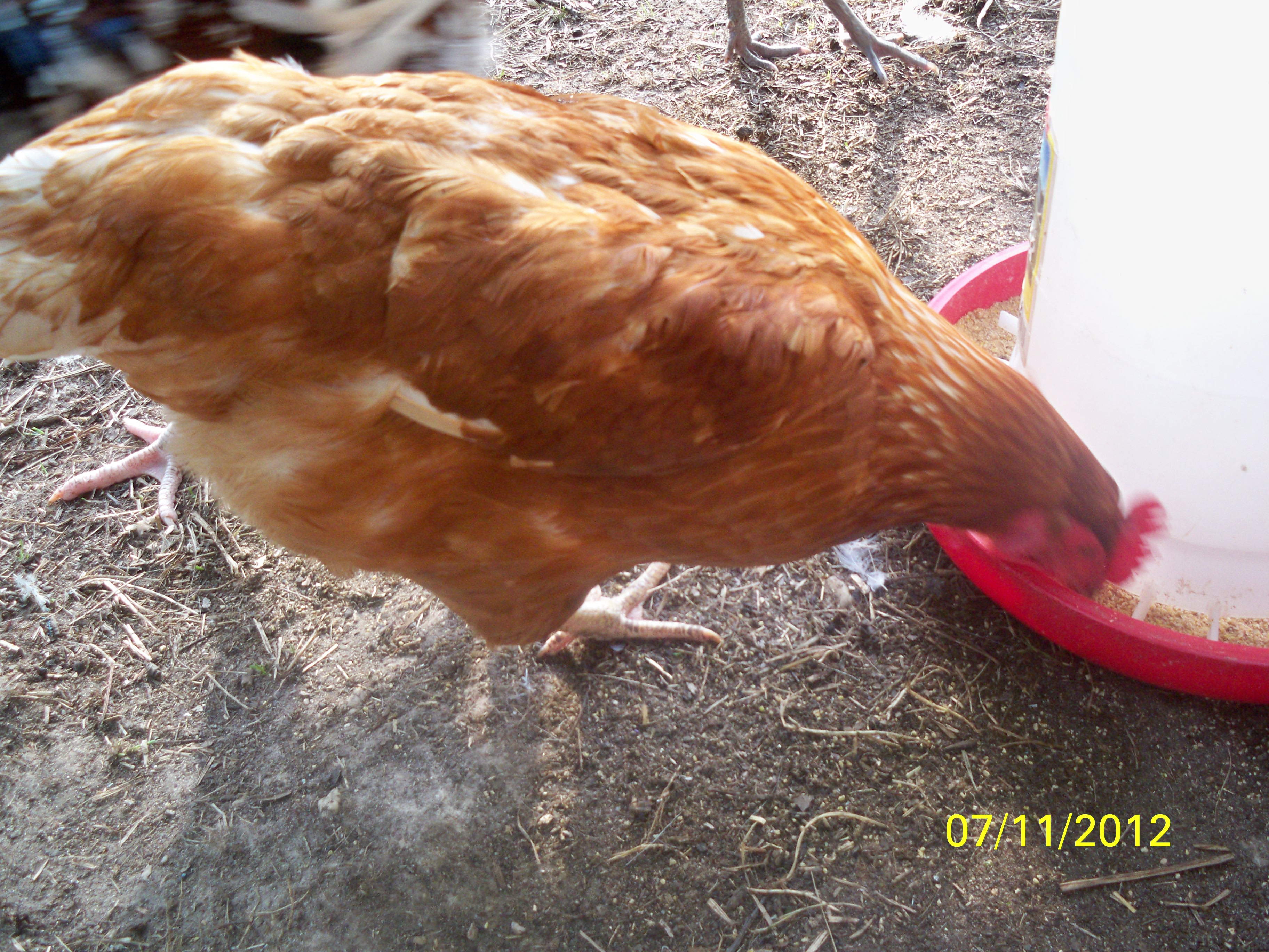 Effie - rhode island red hen, laying everyday