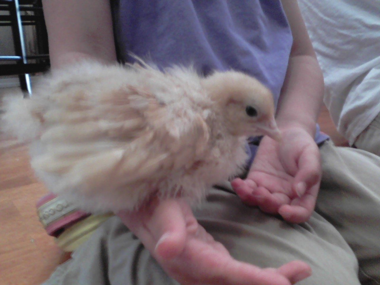 Effie Trinket.  She has blueish eyes, but always scared. She needs to calm down.