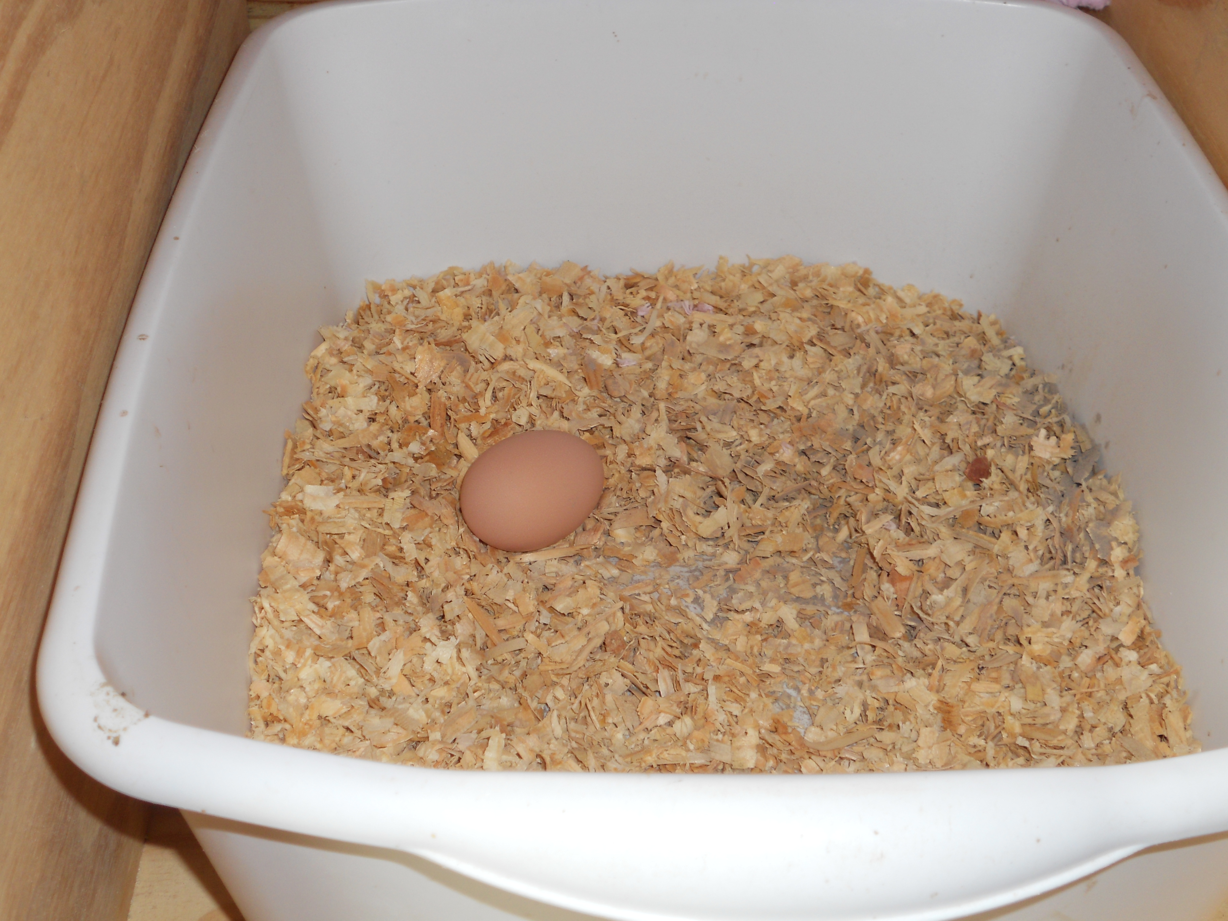 Egg 1 from this morning