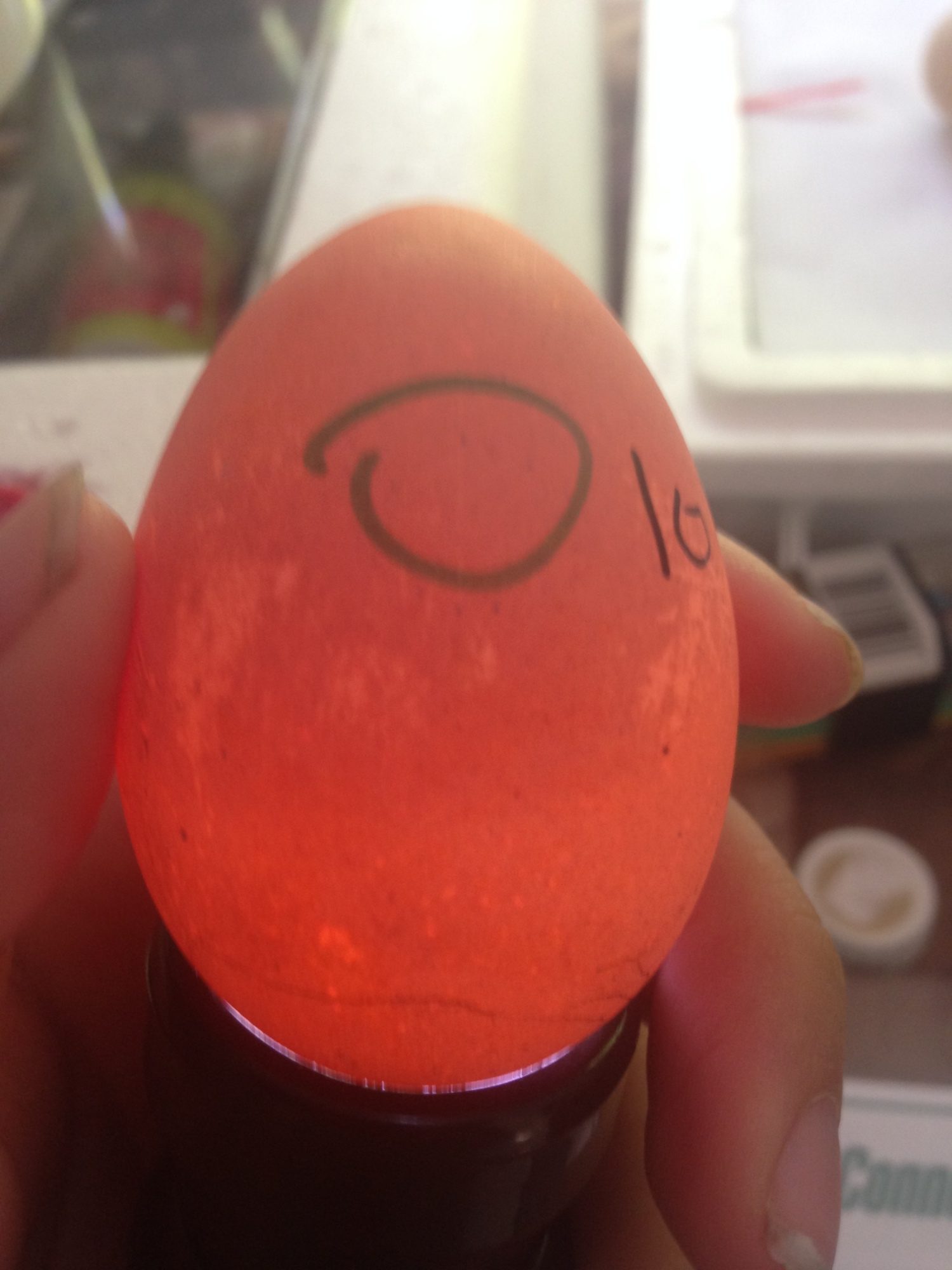 Egg 10 on day ~15