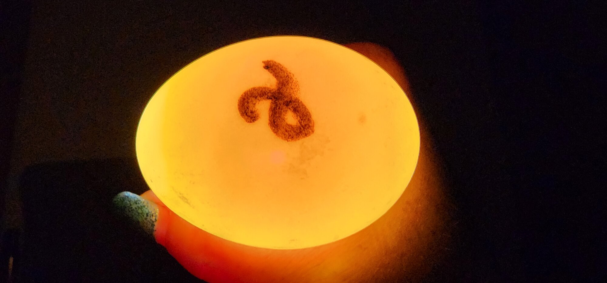 Egg #2