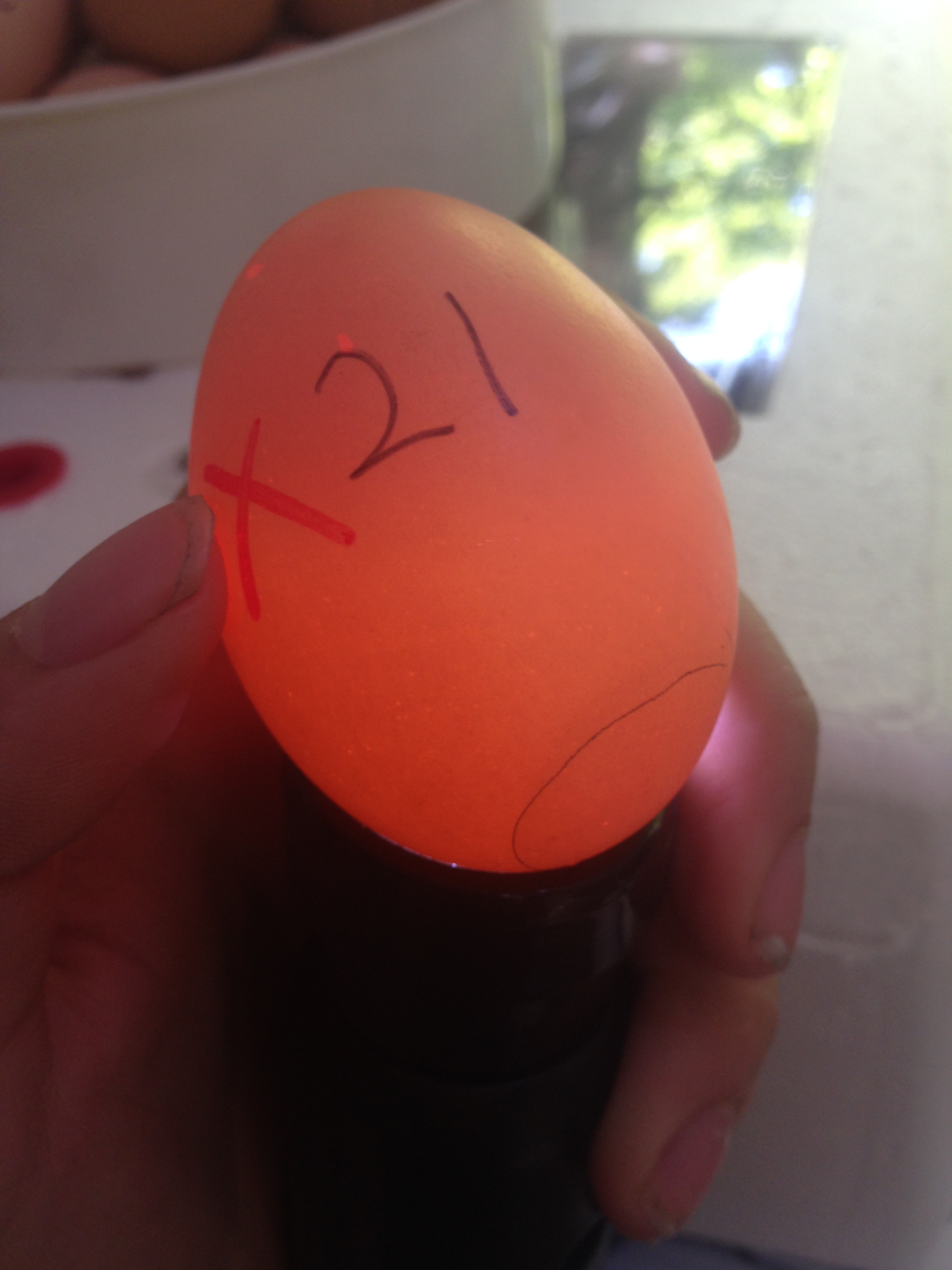Egg 21 on day ~15