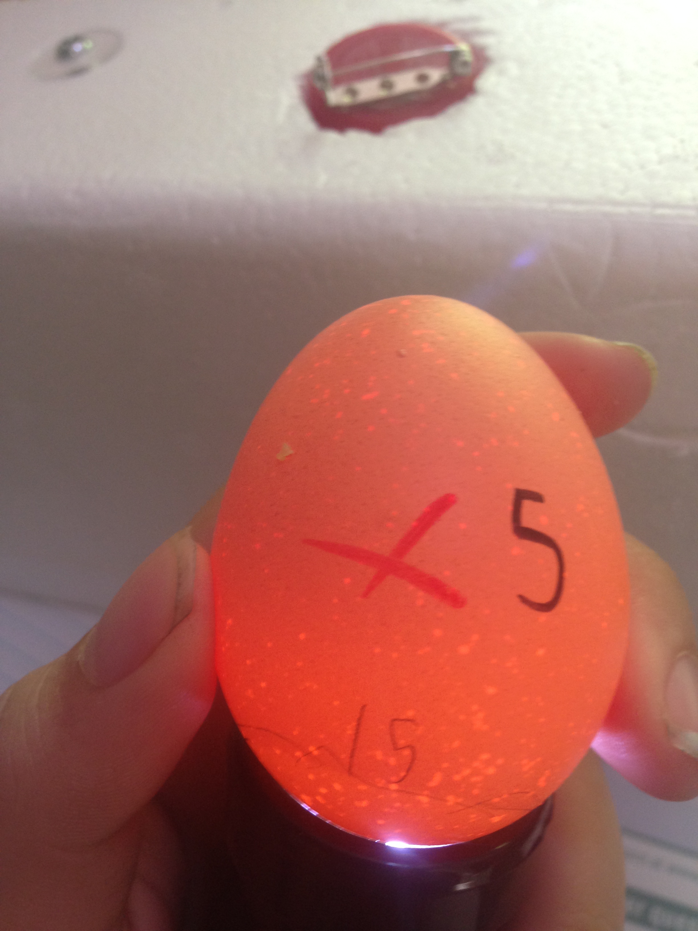 Egg 5 on day ~15