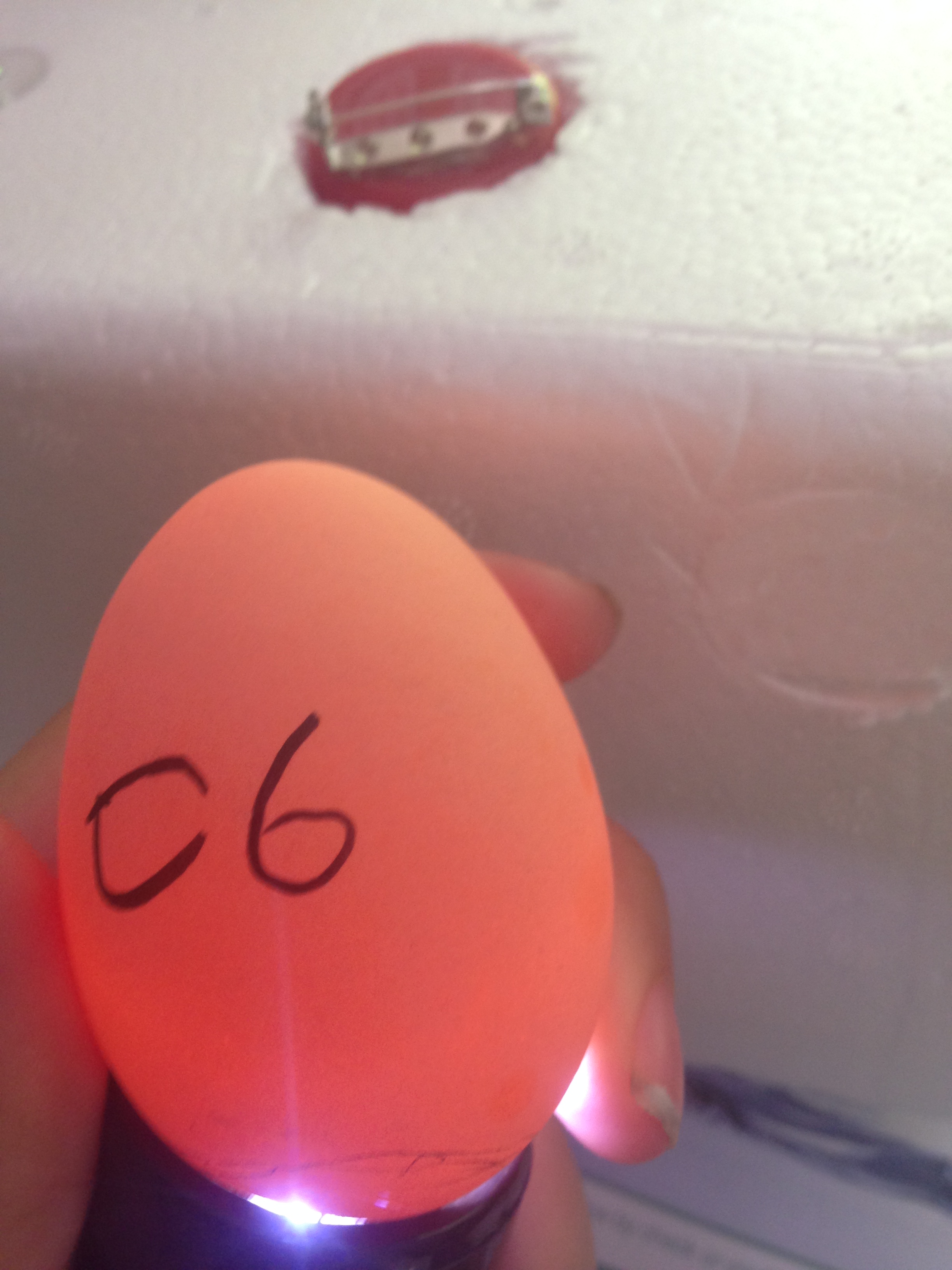 Egg 6 on day ~15