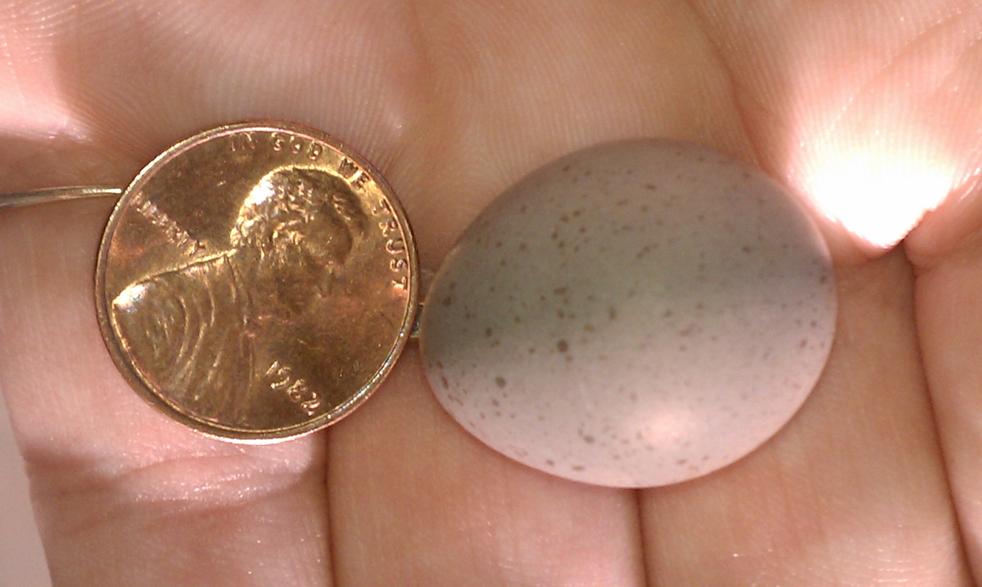 egg as compared to the size of a penny. Occassionally you will get a purple egg. Although no different than the other eggs, some believe it brings good luck. Rare.