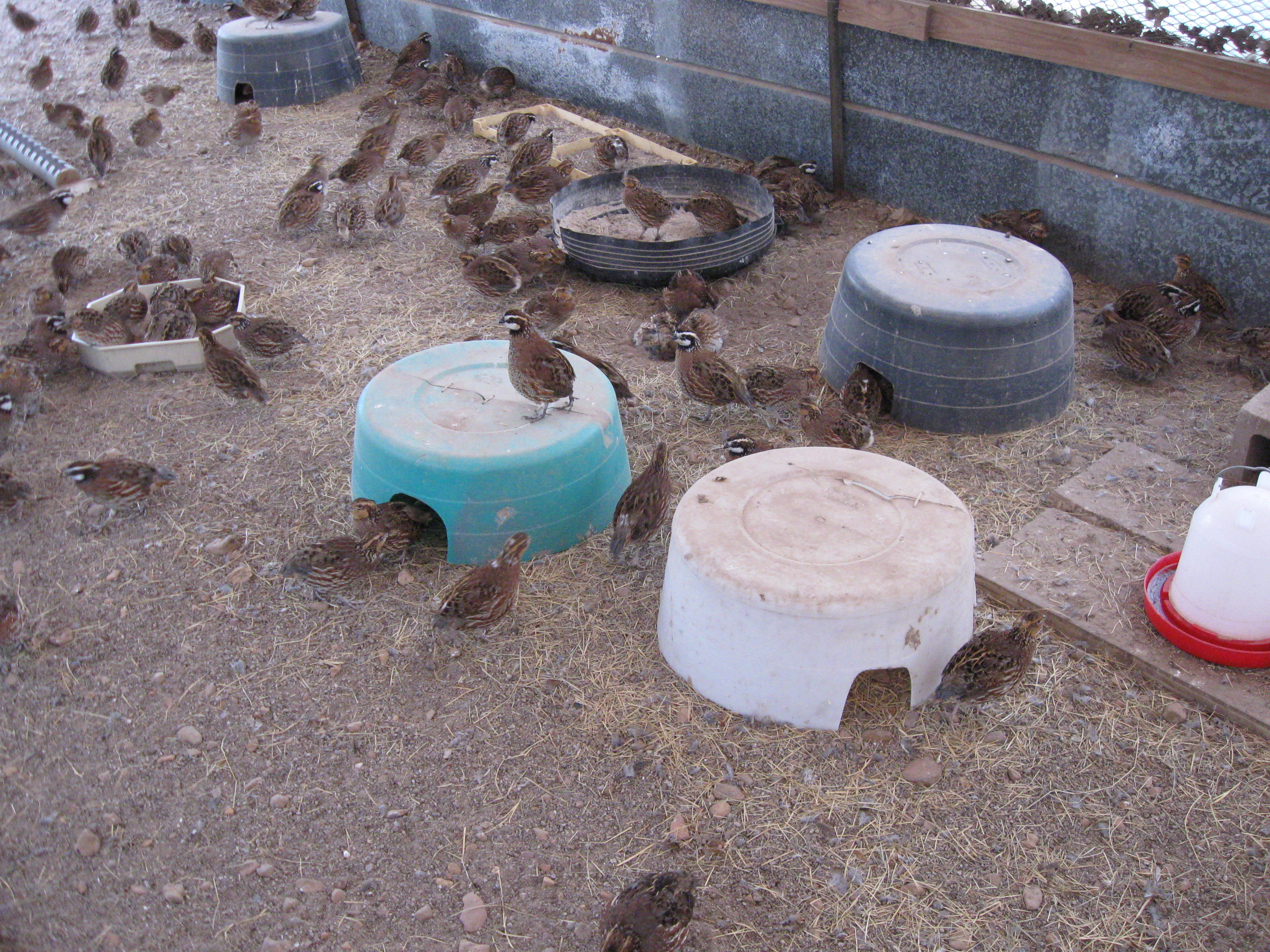 Egg  Box
