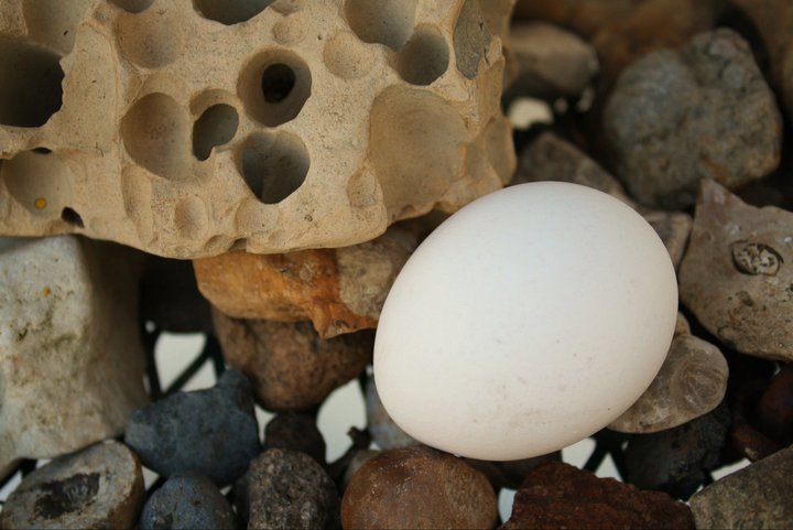 Egg continues his rugged adventure with a little rock climbing.