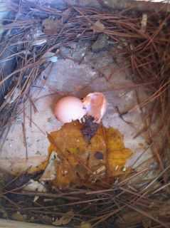 egg eater