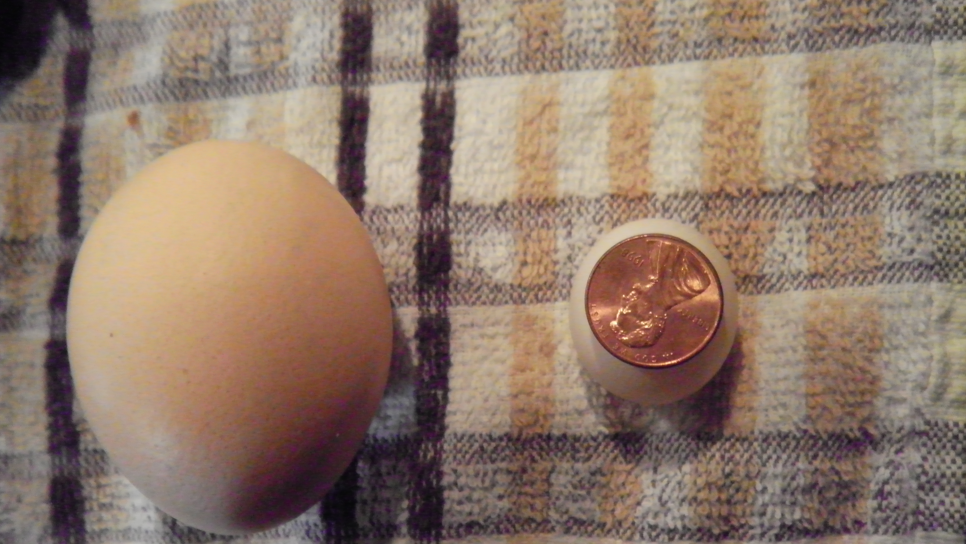 egg found 4-12-12