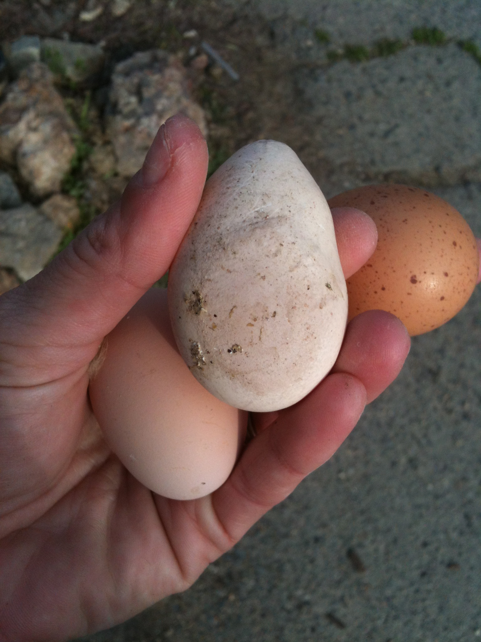Egg from a chicken that was attacked, she's ok and was reintroduced to the flock
