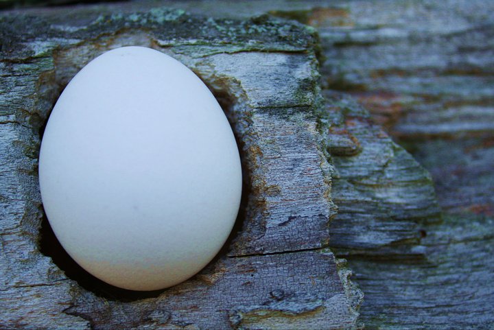Egg get rugged with petrified wood.