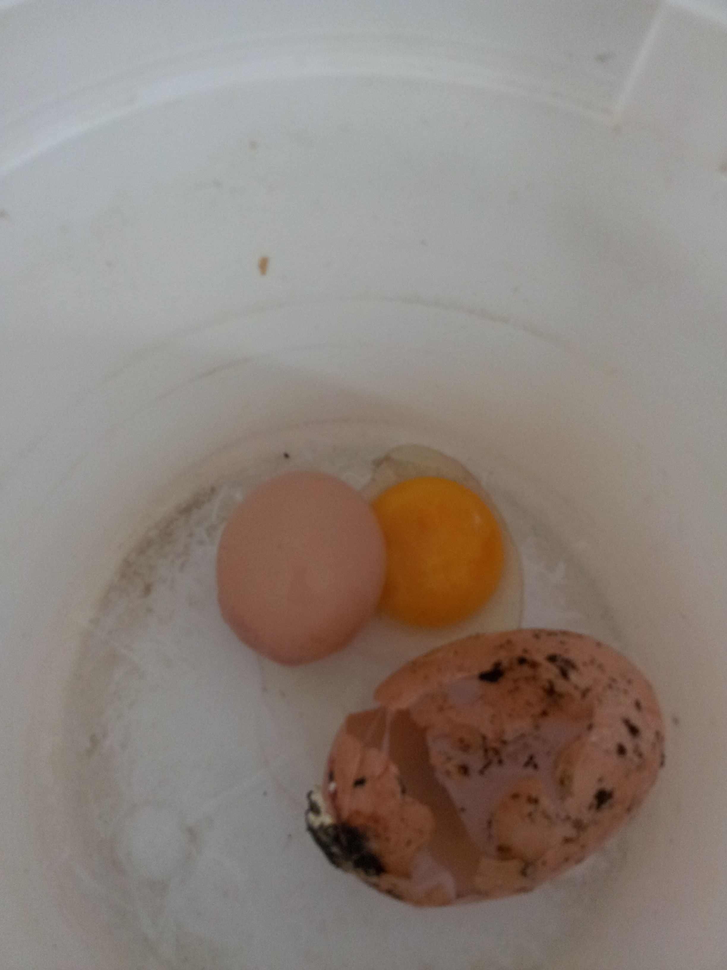 Egg inside of the super egg.