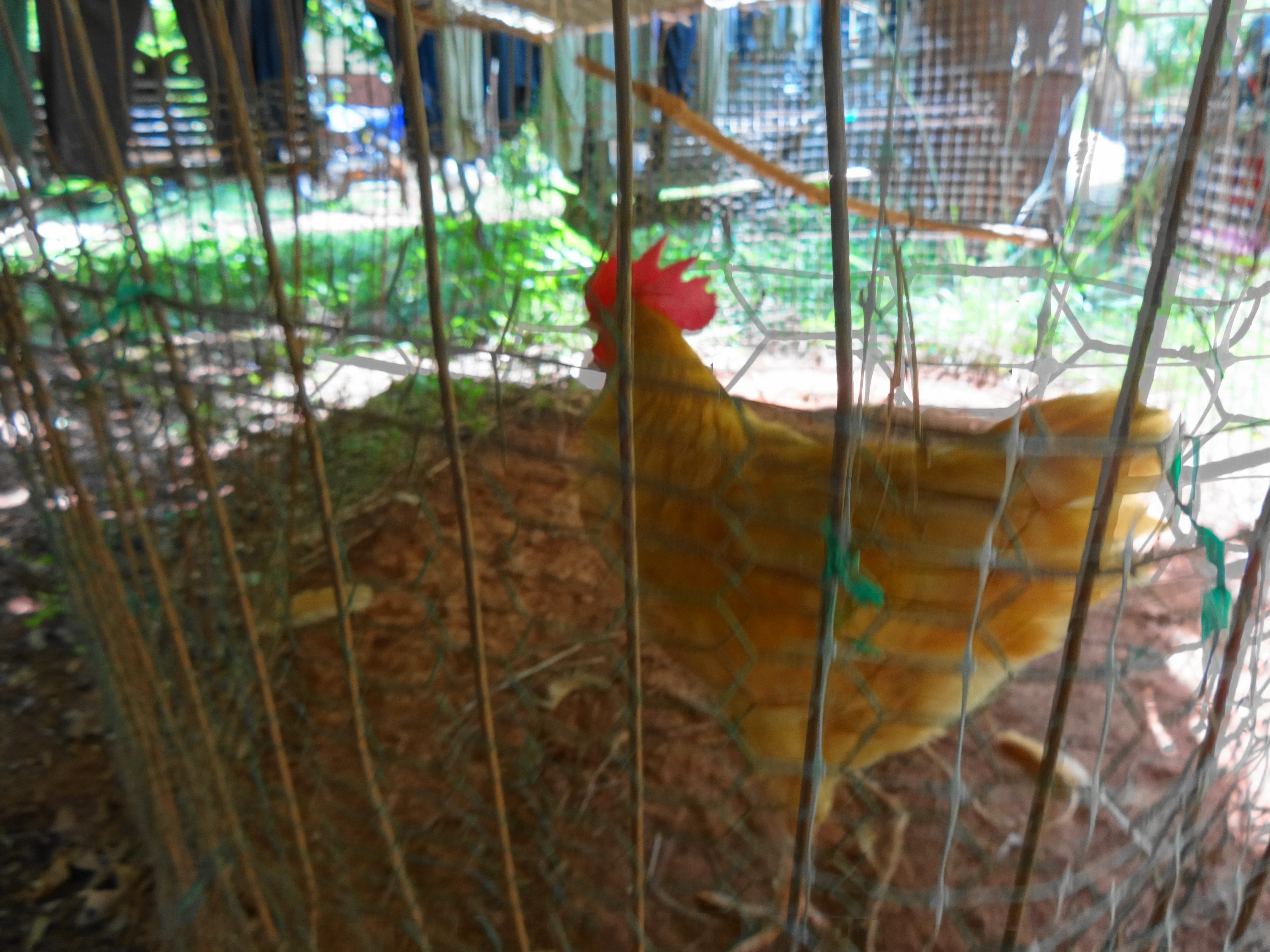 Egg Jr.