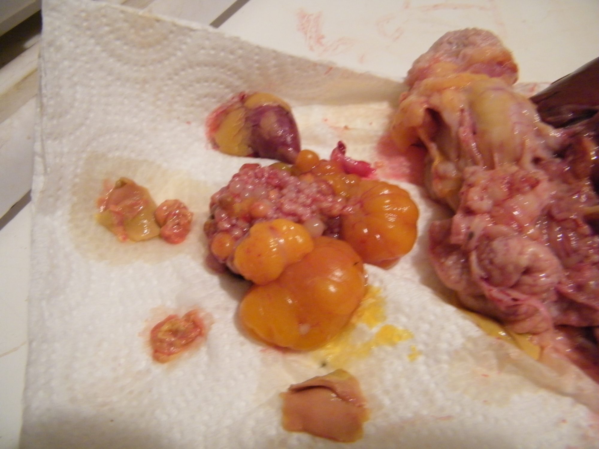 Egg mass.  At the very top is the heart.  It is smaller than a single egg yolk.