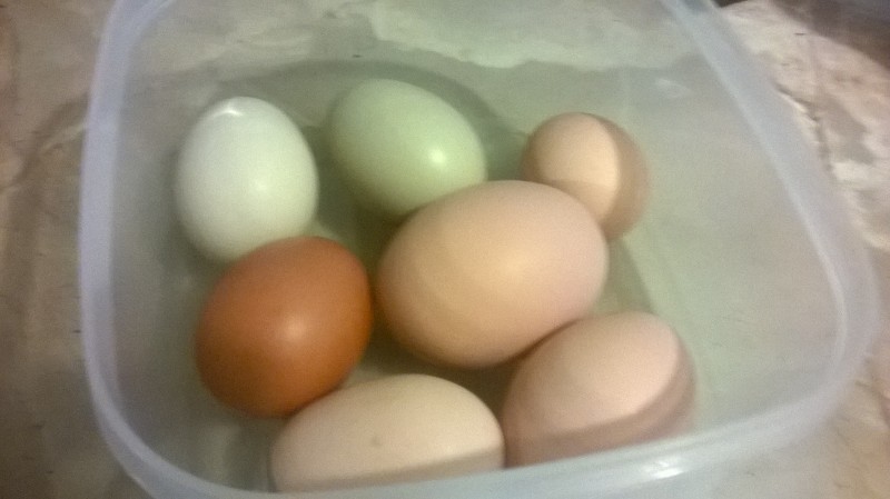 Egg pic, with a double yolker