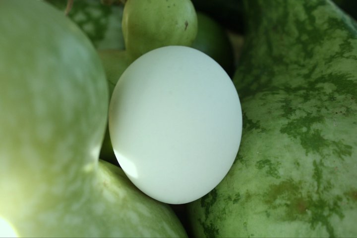 Egg plays hide & seek among our gourds