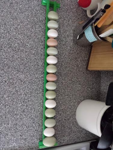 Egg skelter