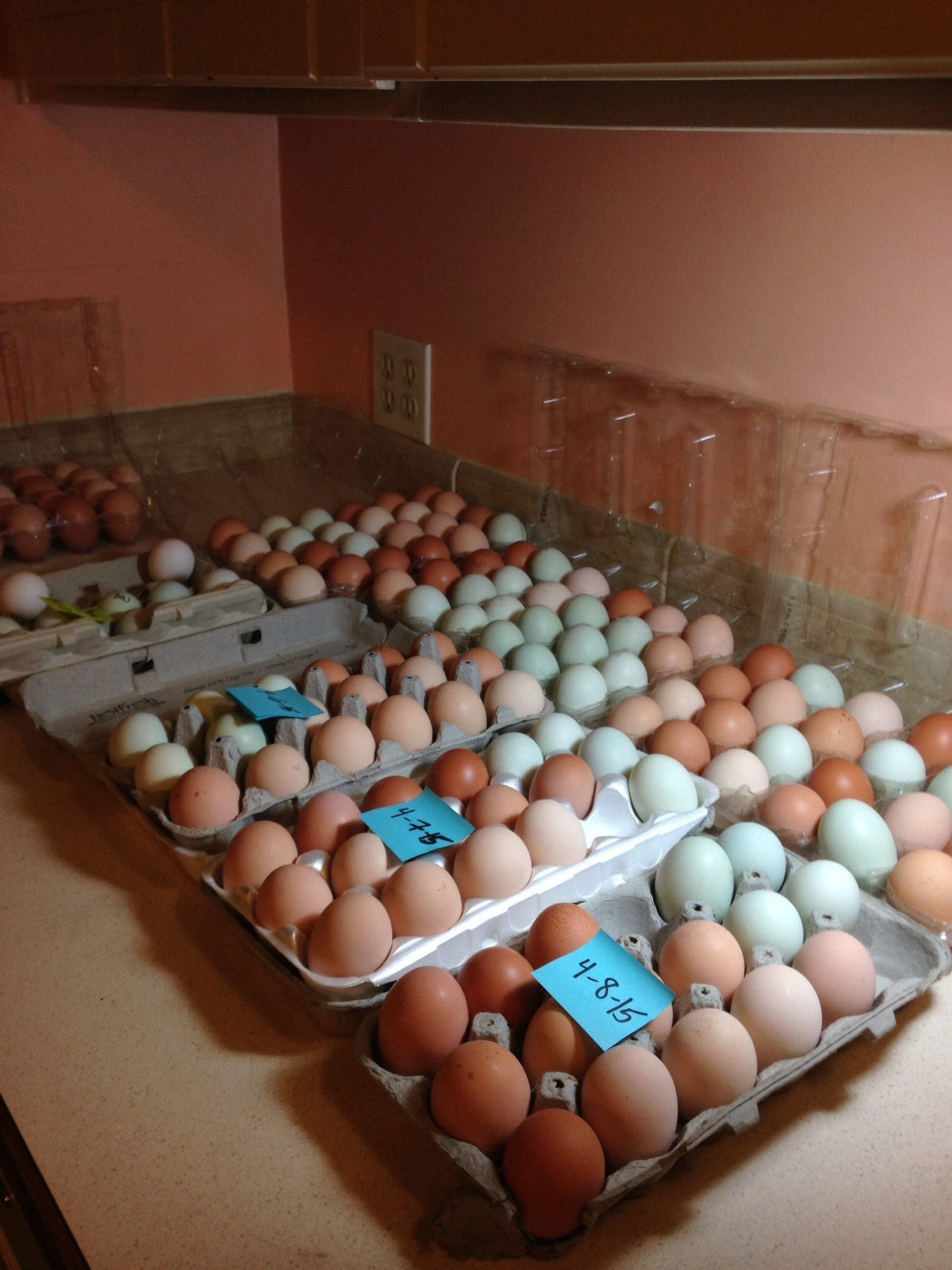 Egg sorting for hatching