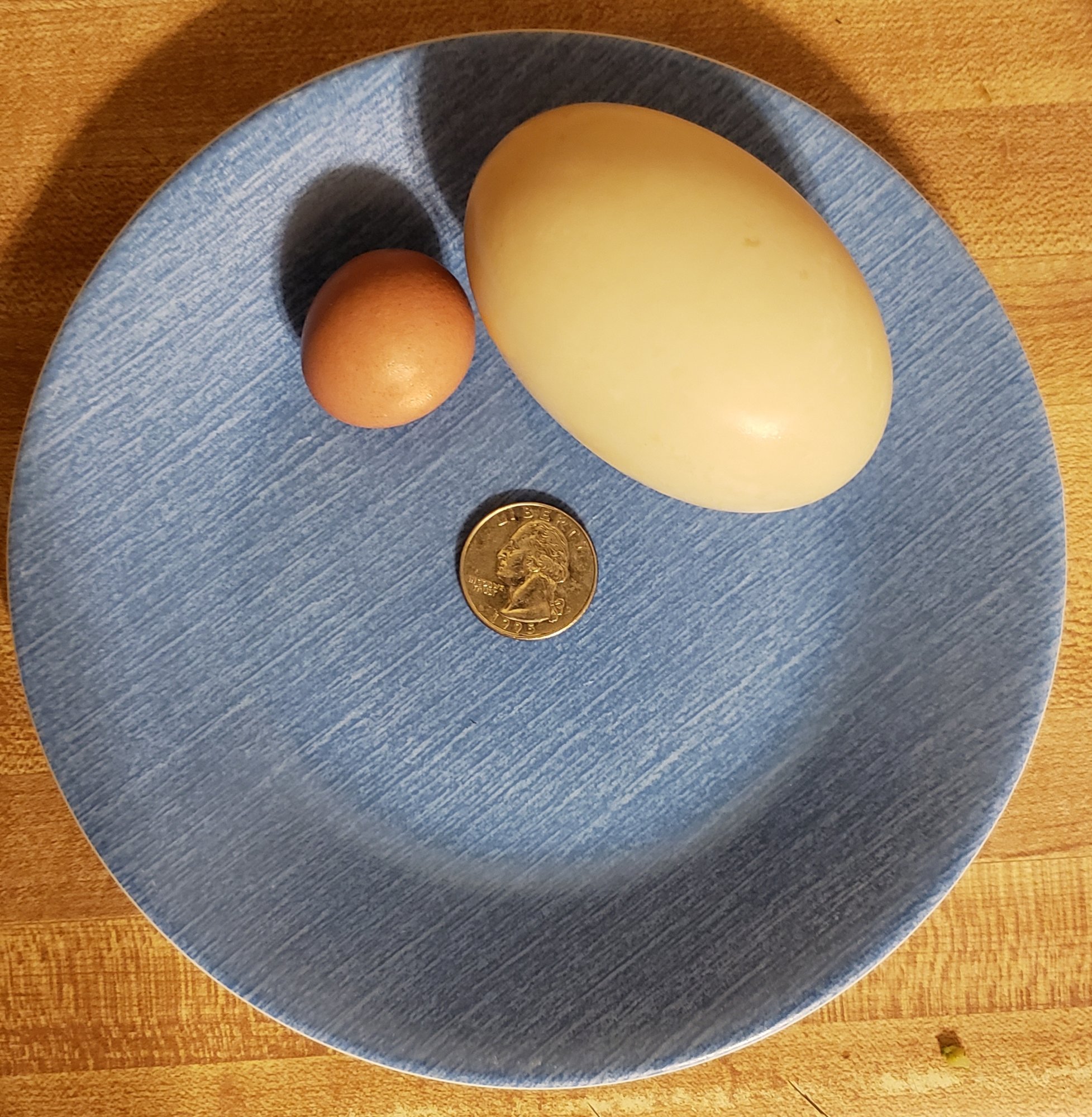 Egg spectrum