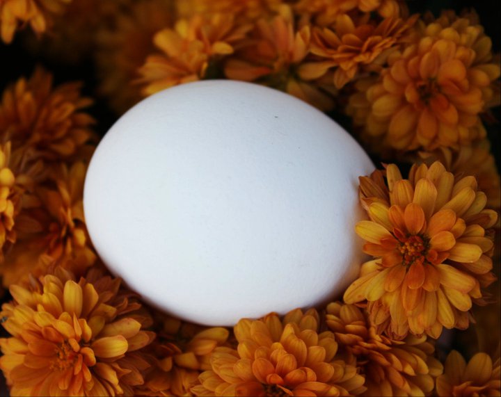 Egg stops for a while to simply smell the flowers!