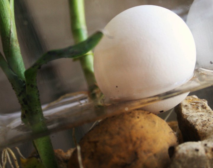 Egg takes a moment to meditate in a tranquil bamboo bath