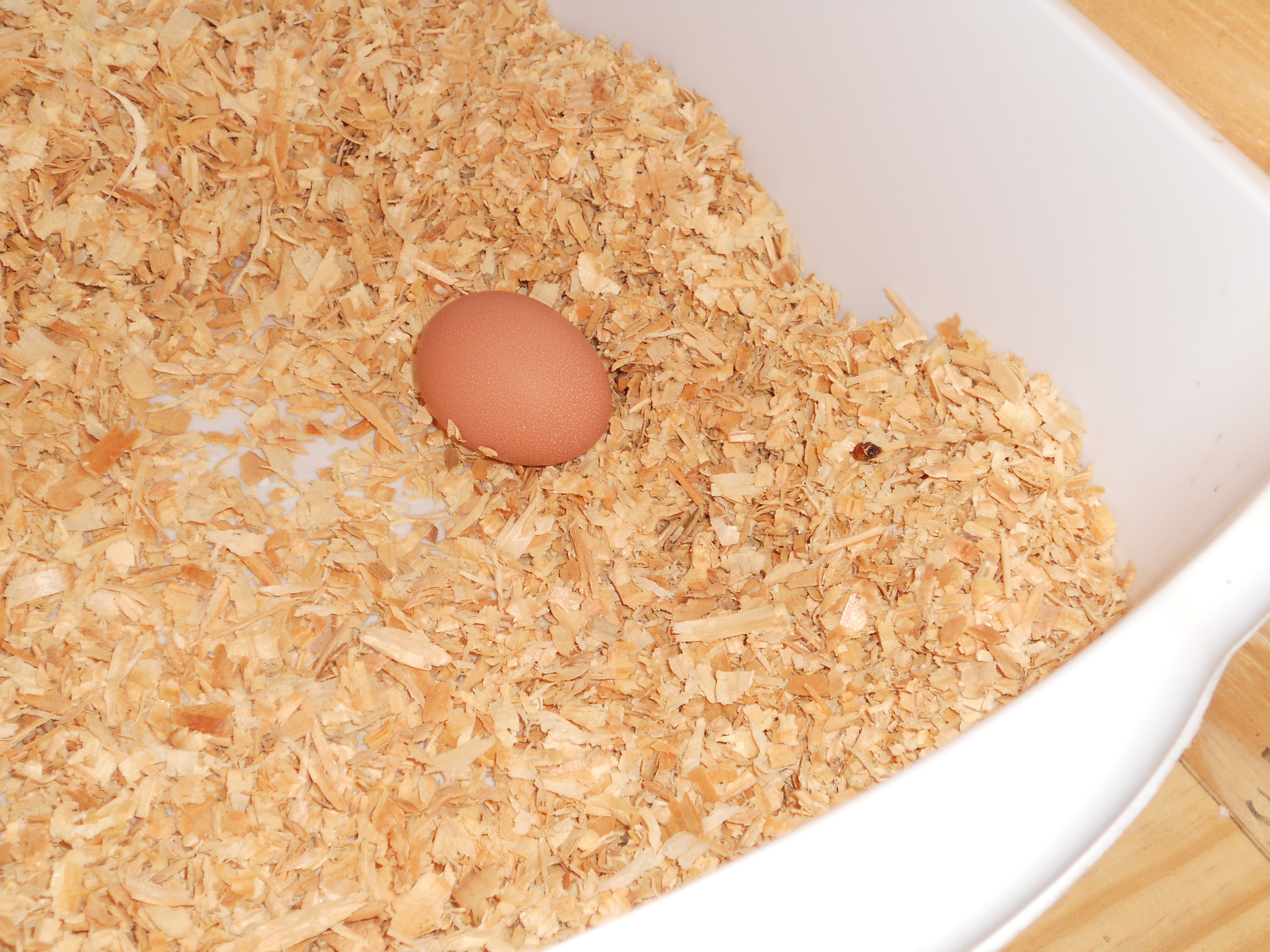 Egg two from this morning