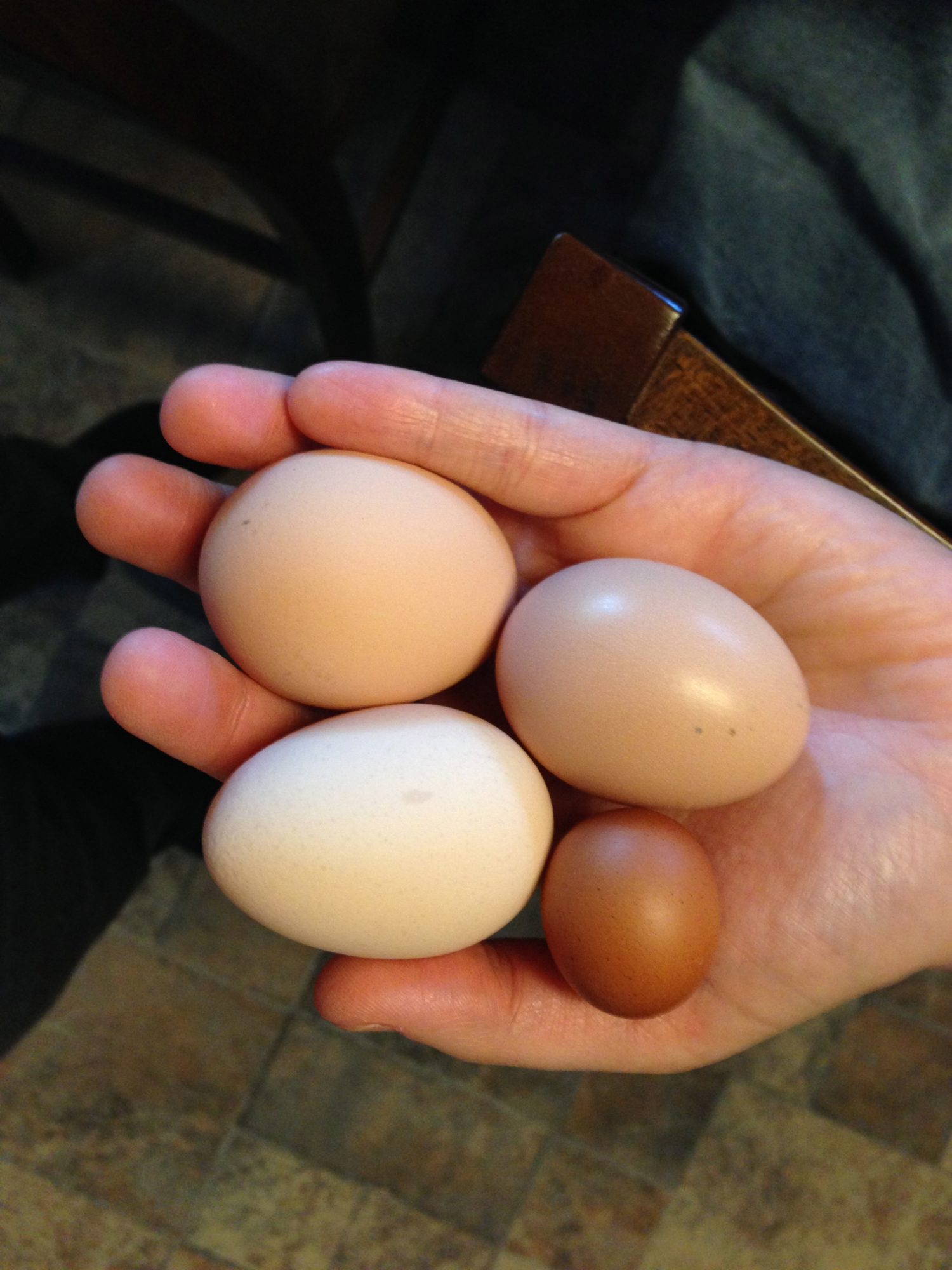 Egg variations among our flock.