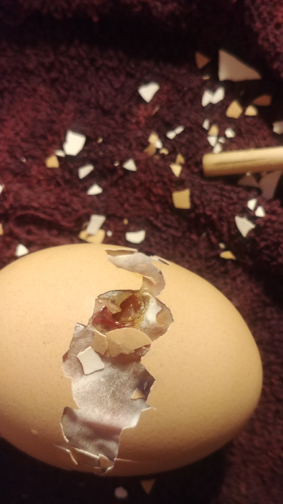 Egg