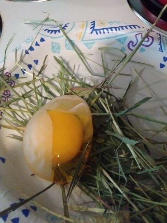 Egg