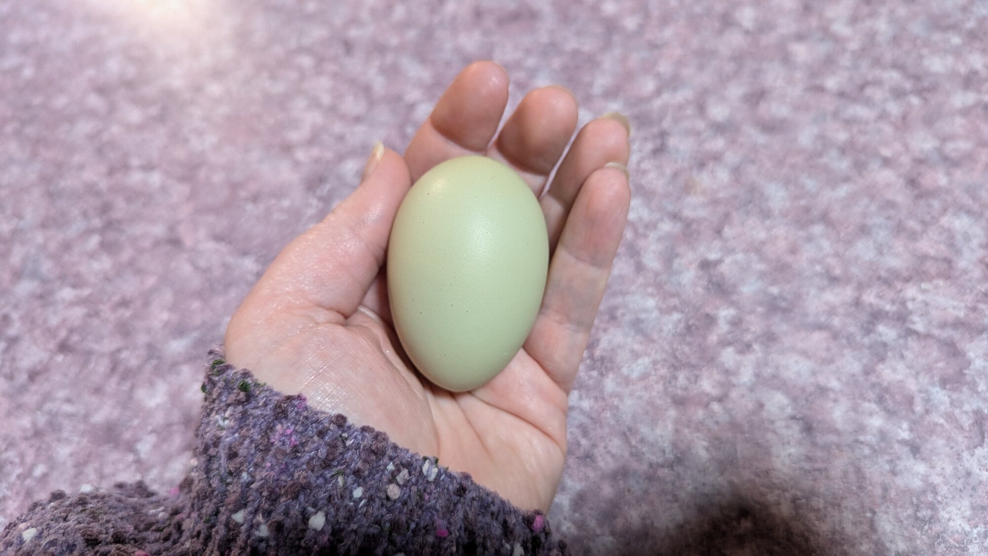 Egg