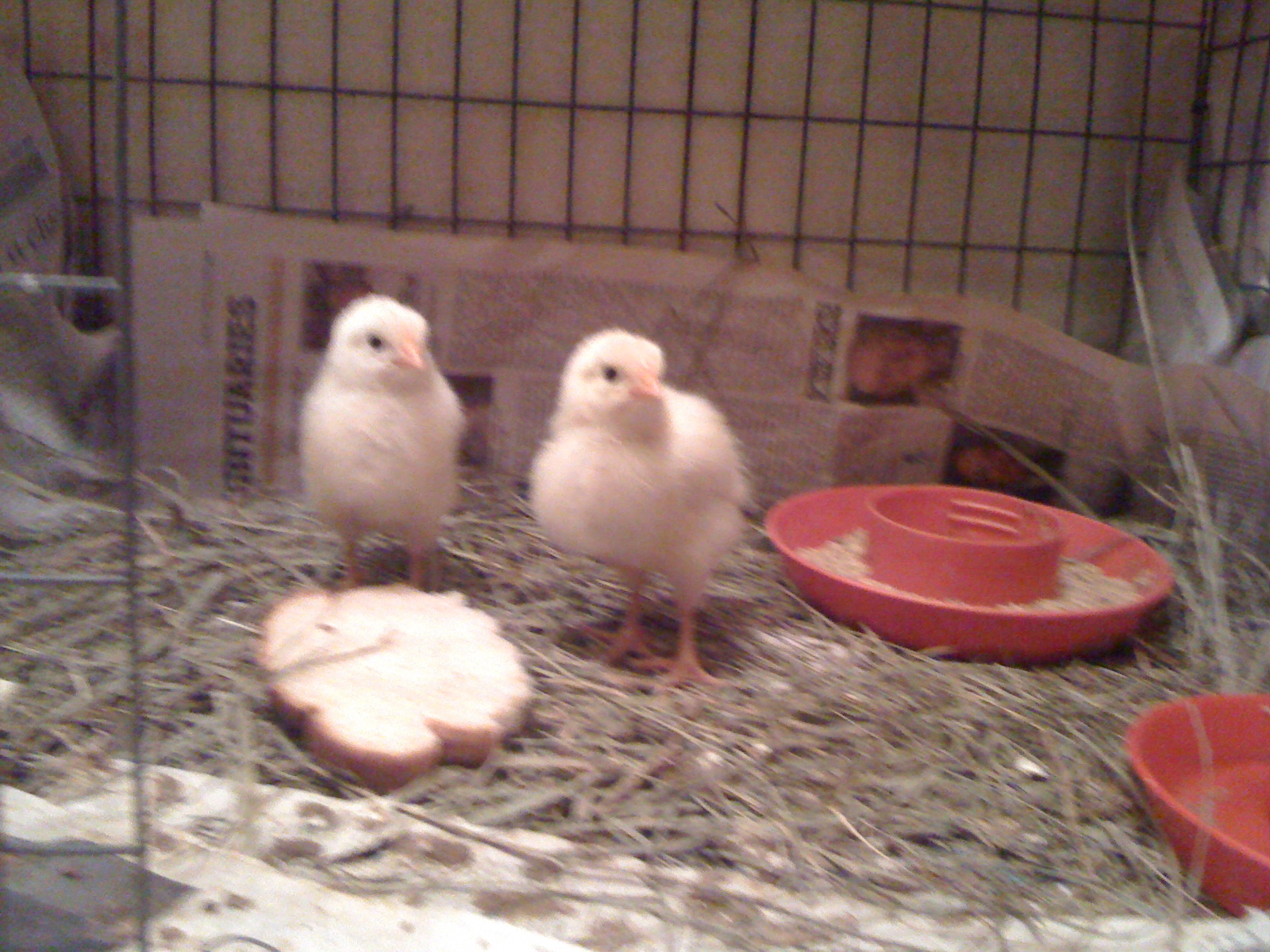 Eggbert and Bobby