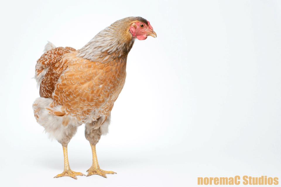 EggBerta...aka Layne Stalie from Alice in Chains!