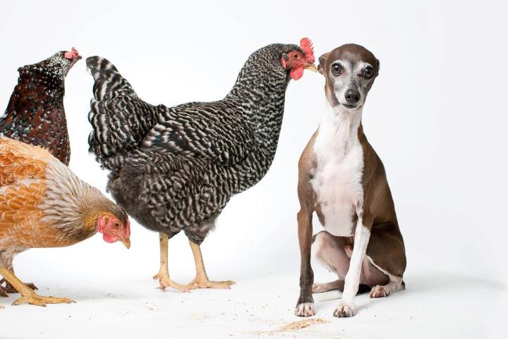 EggBerta, Martini, LayLa and Slim!