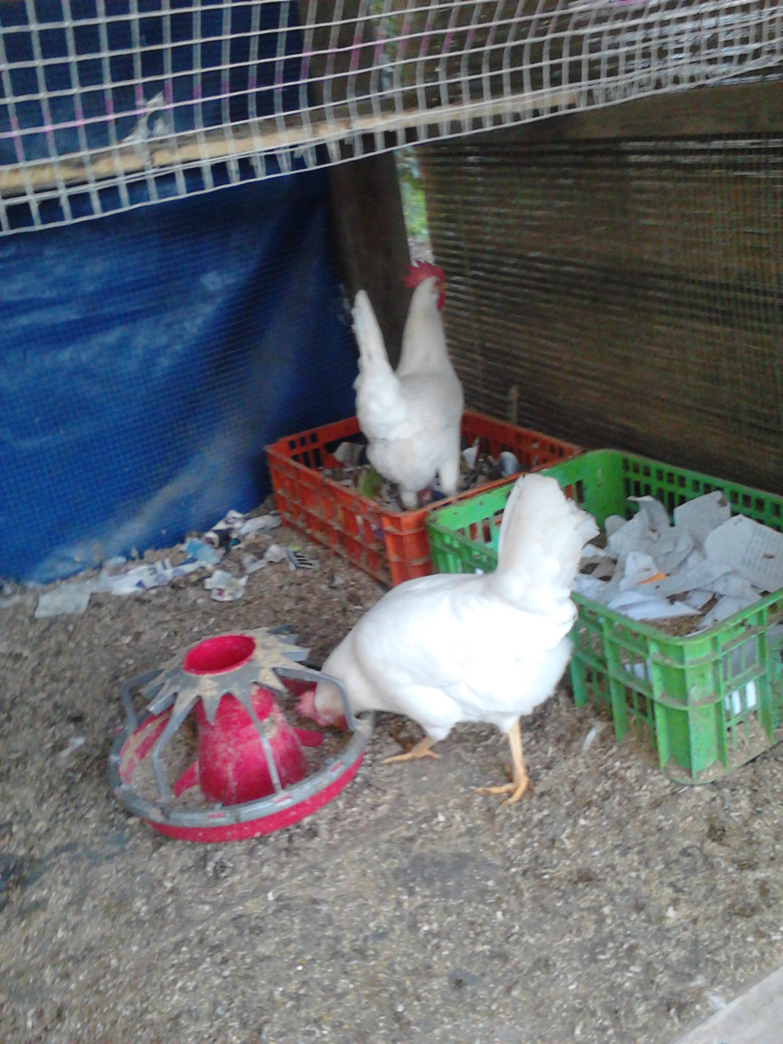 egging