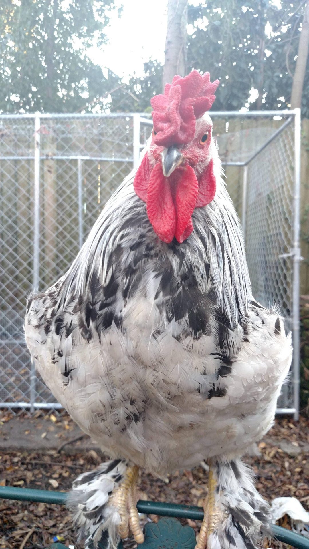 Eggnog, the big ol' boy.