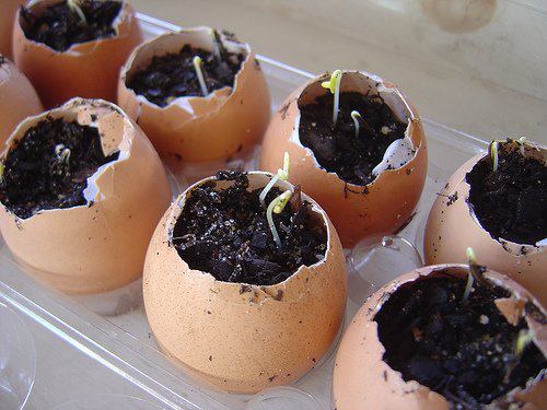 eggplanter
