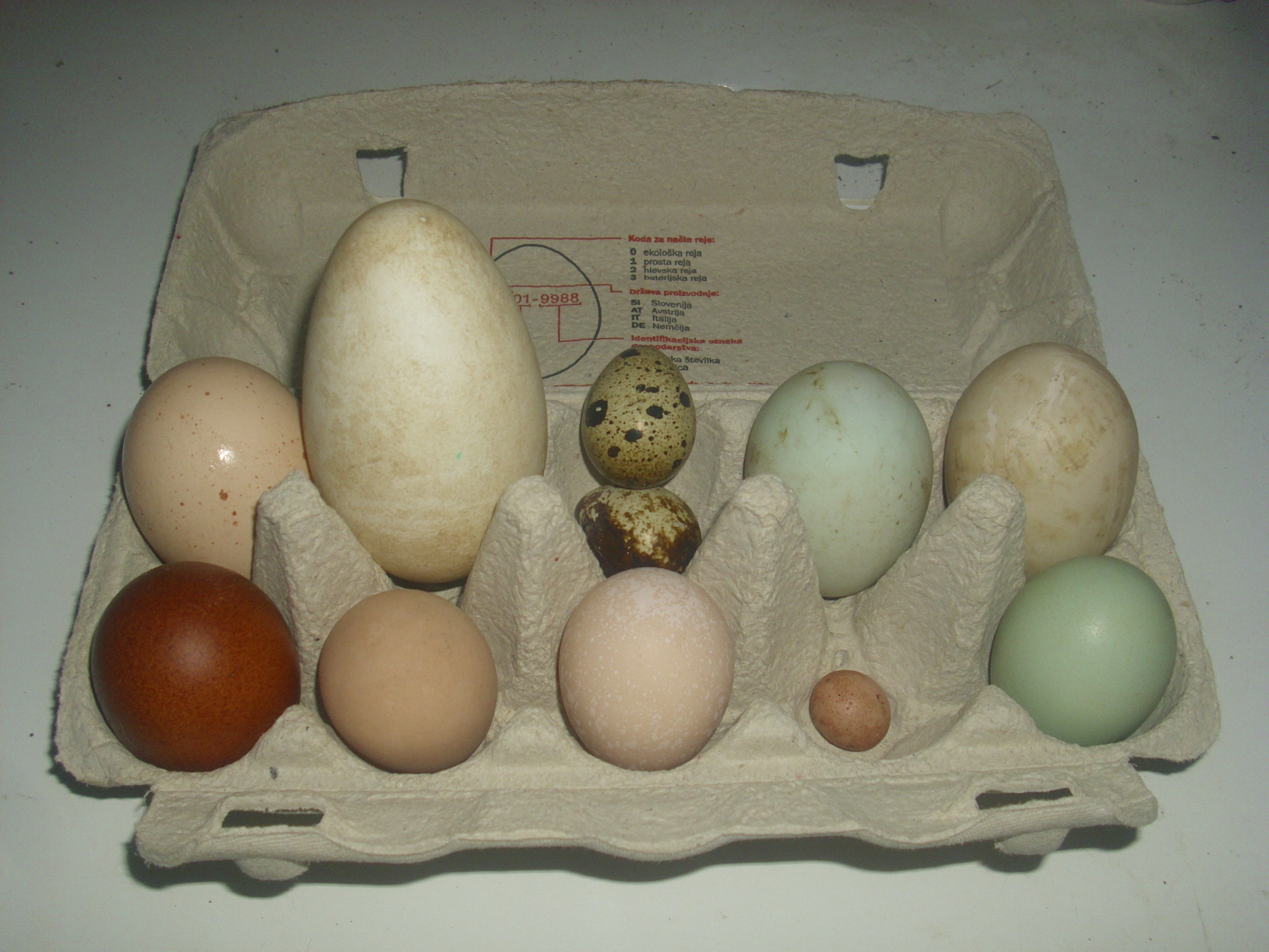 Eggs:     1. naked-neck, 2.goose, 3.quail, 4.runner duck, 5.muscovy duck, 6. marans, 7. guinea fowl, 8. faverolle bantam, 9. guinea fowl  :), 10. araucana